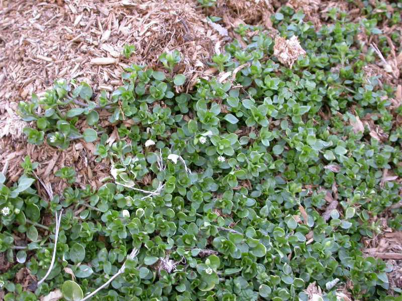 Small Purple Flowers Weed What Is This Ground Hugging Weed With Small